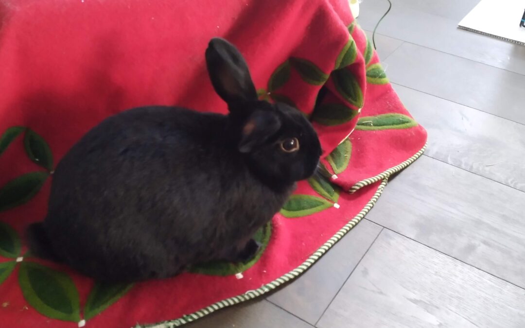 Pet Loss and Relationships