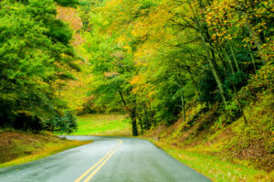 road thru nature